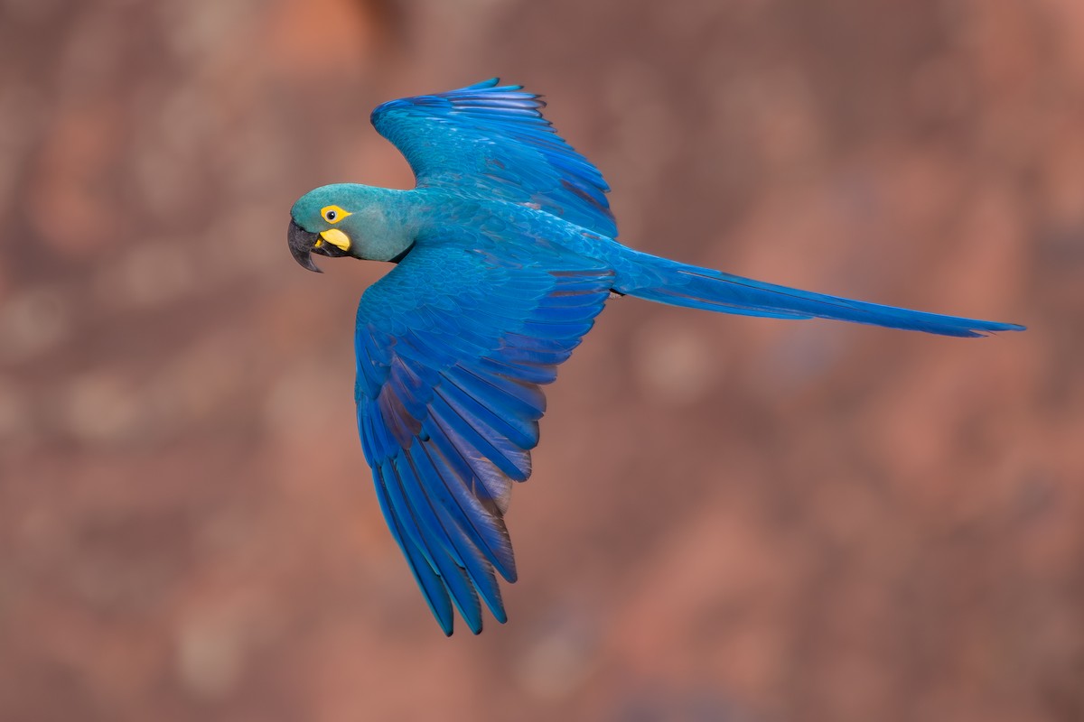 Indigo Macaw - ML644139300