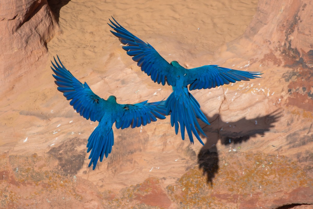 Indigo Macaw - ML644139301