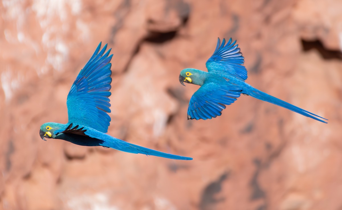 Indigo Macaw - ML644139302