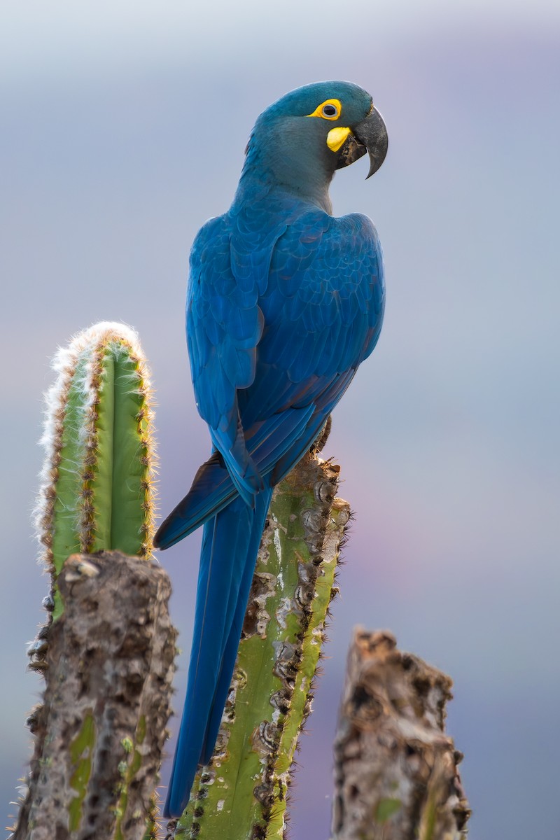 Indigo Macaw - ML644139303