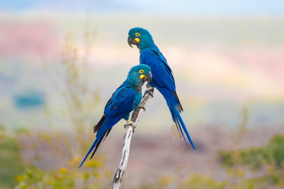 Indigo Macaw - ML644139305