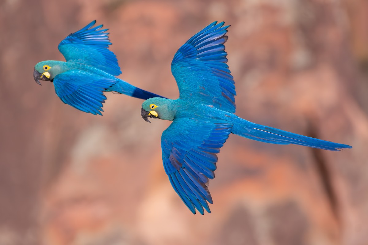Indigo Macaw - ML644139306
