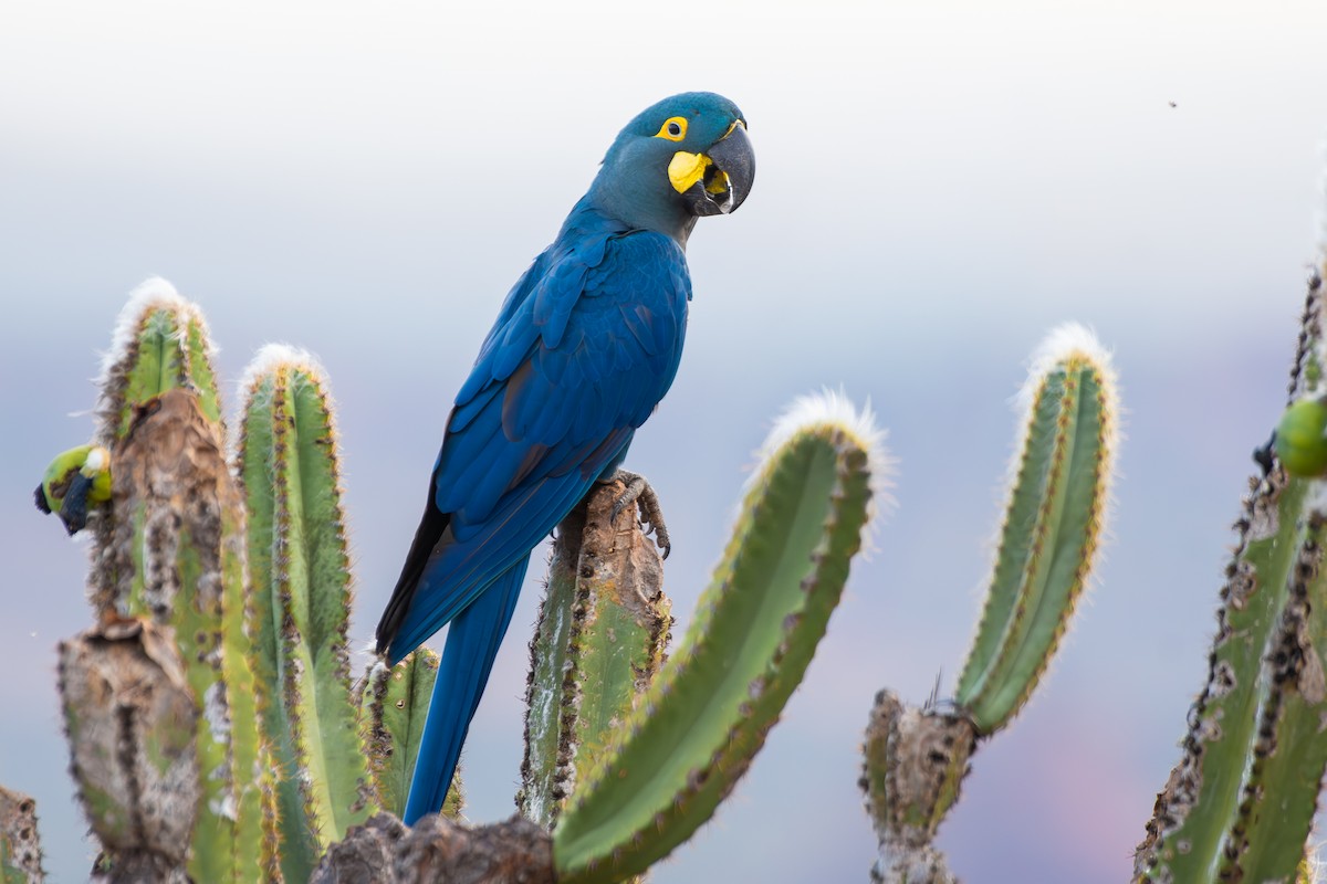Indigo Macaw - ML644139307