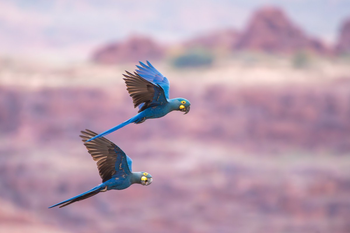 Indigo Macaw - ML644139308