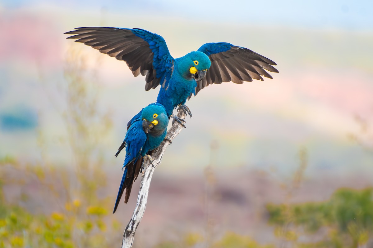 Indigo Macaw - ML644139309