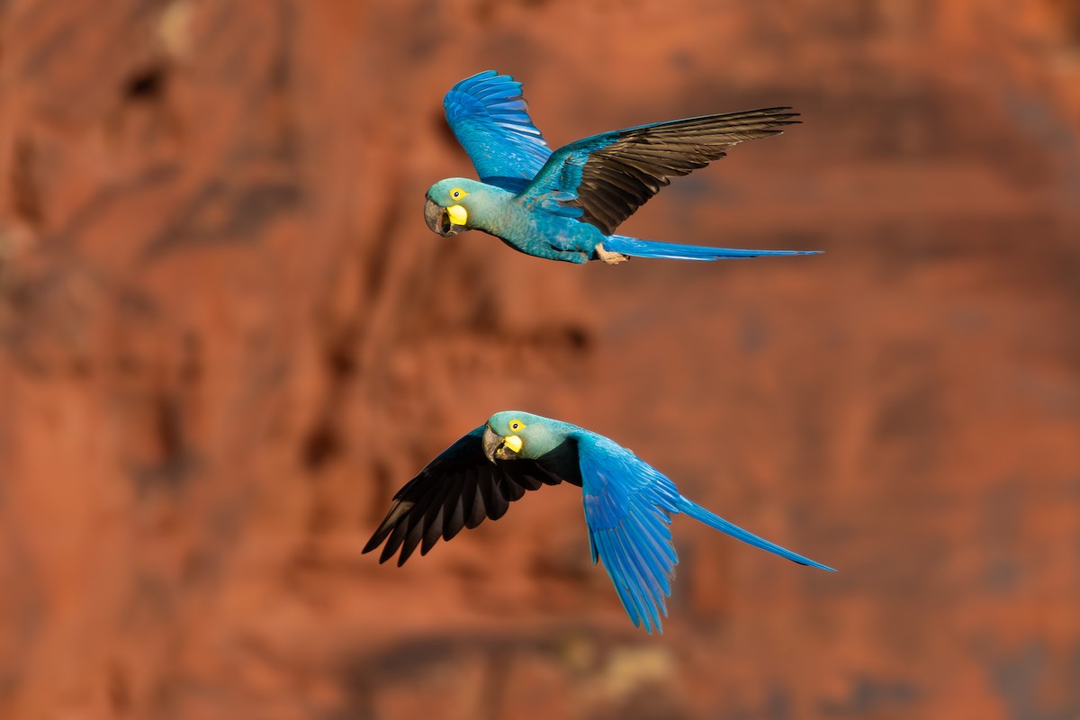 Indigo Macaw - ML644139310