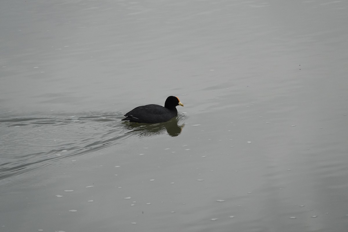 White-winged Coot - ML644139313