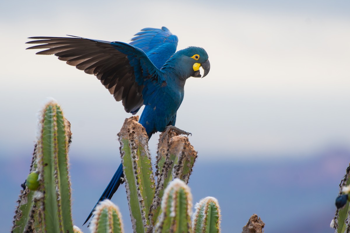 Indigo Macaw - ML644139316