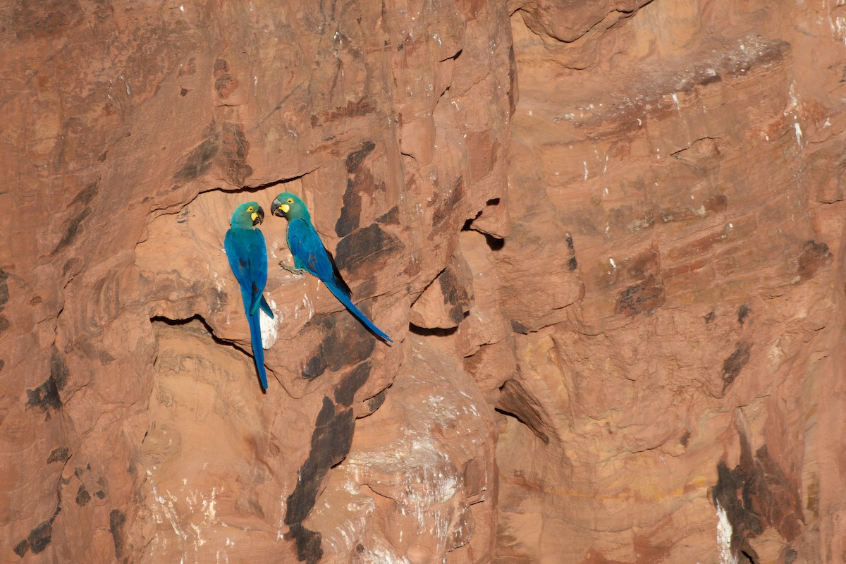 Indigo Macaw - ML644139317