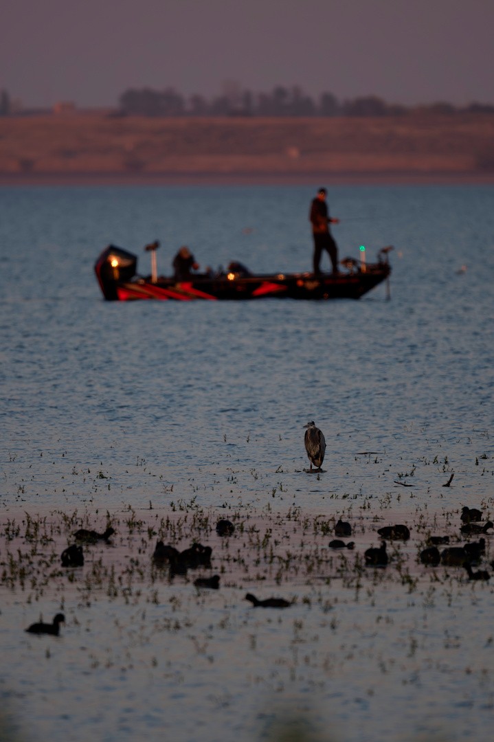 Great Blue Heron - ML644139331