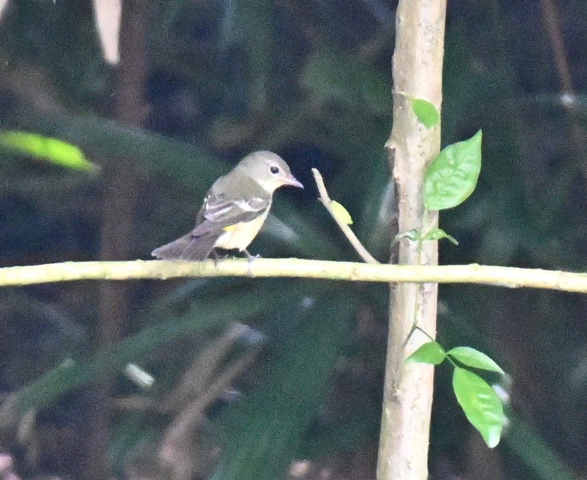 Gobemouche à croupion jaune - ML644139335