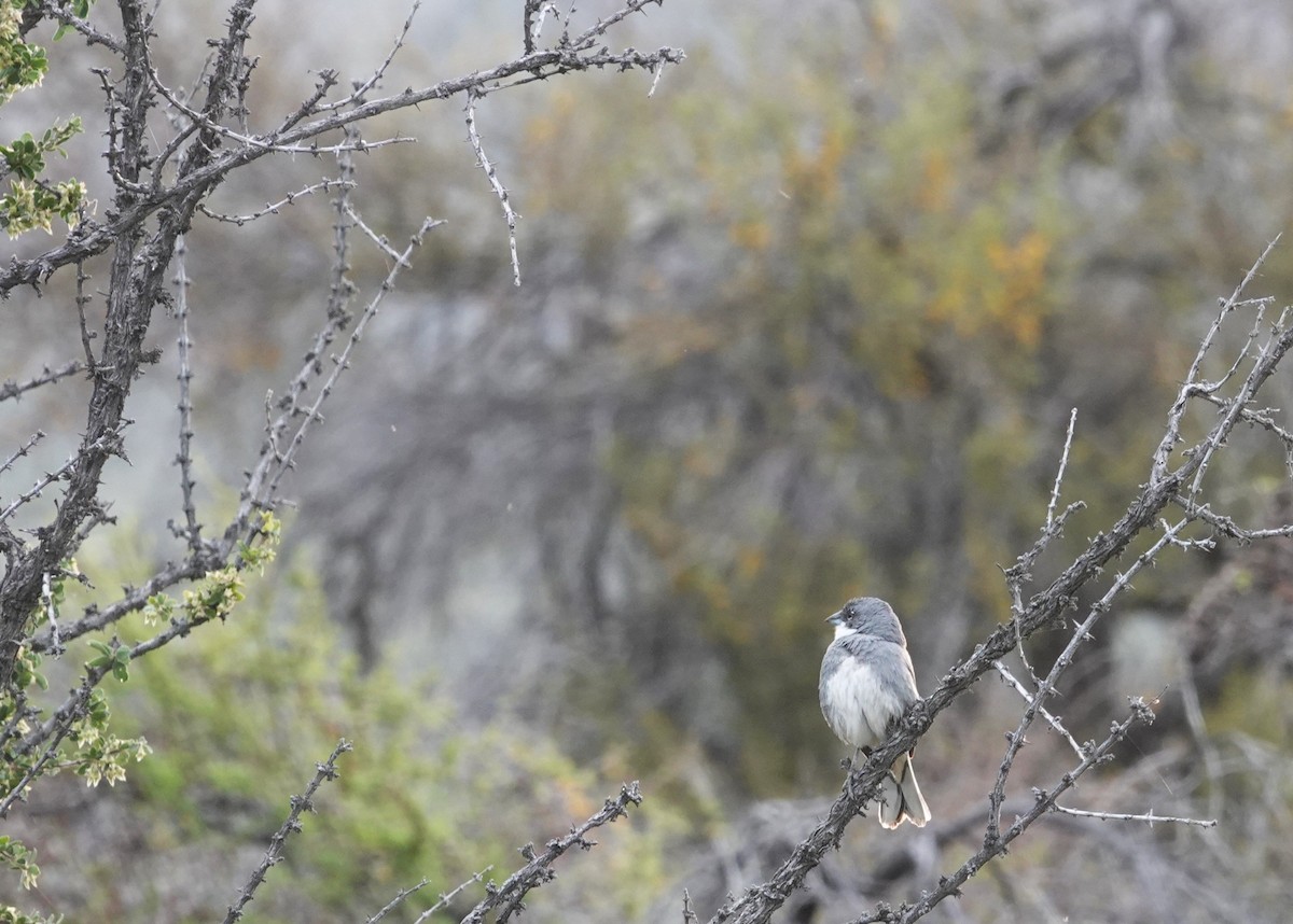 Diuca Finch - ML644139345