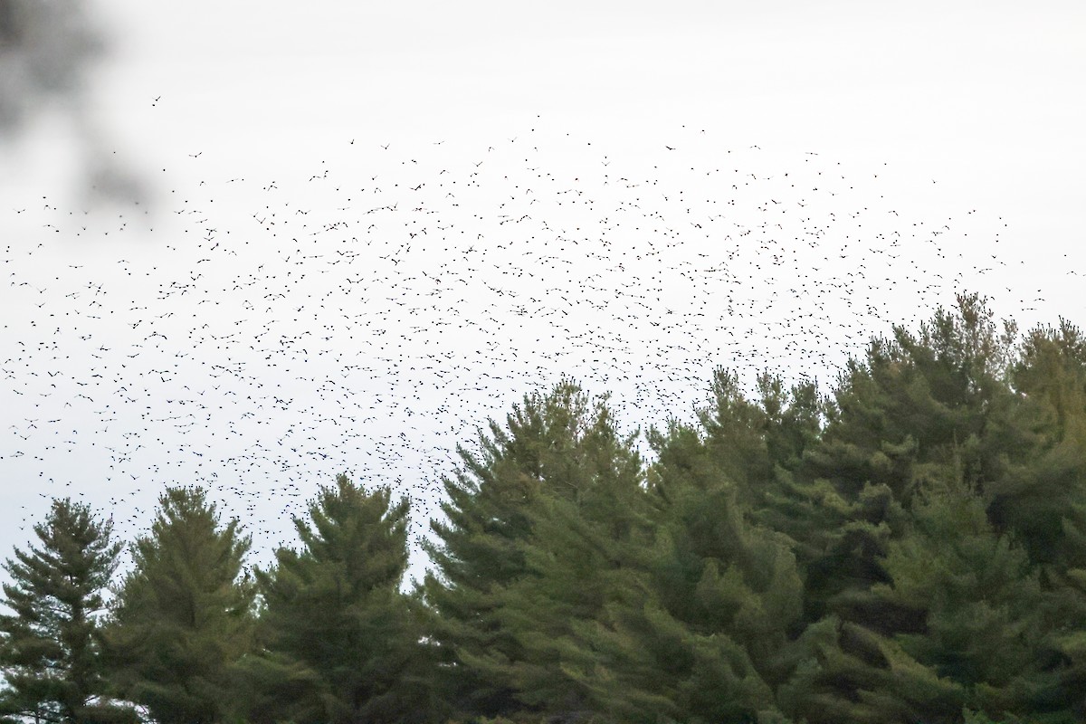 Common Grackle - ML644139348