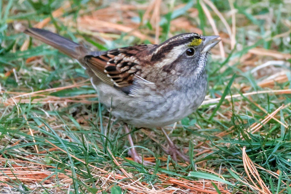 White-throated Sparrow - ML644139354