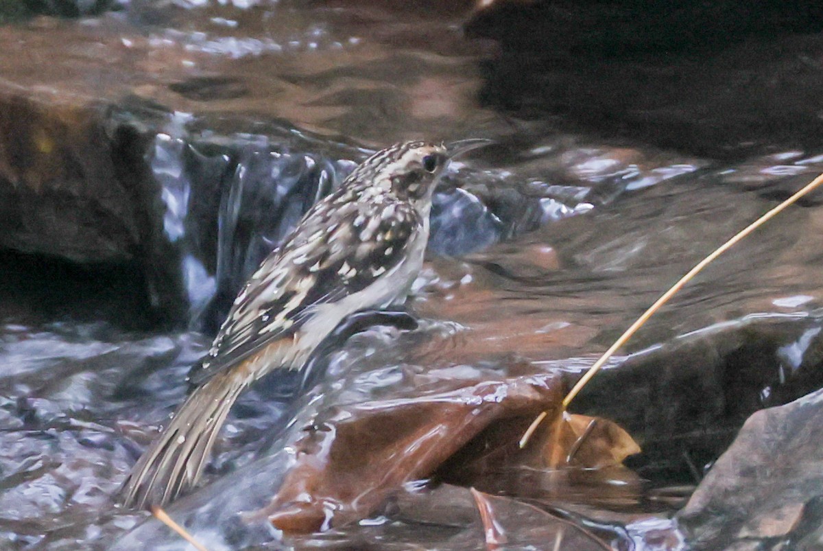 Brown Creeper - ML644139360
