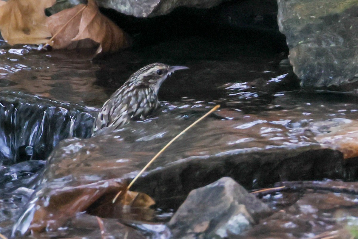 Brown Creeper - ML644139361