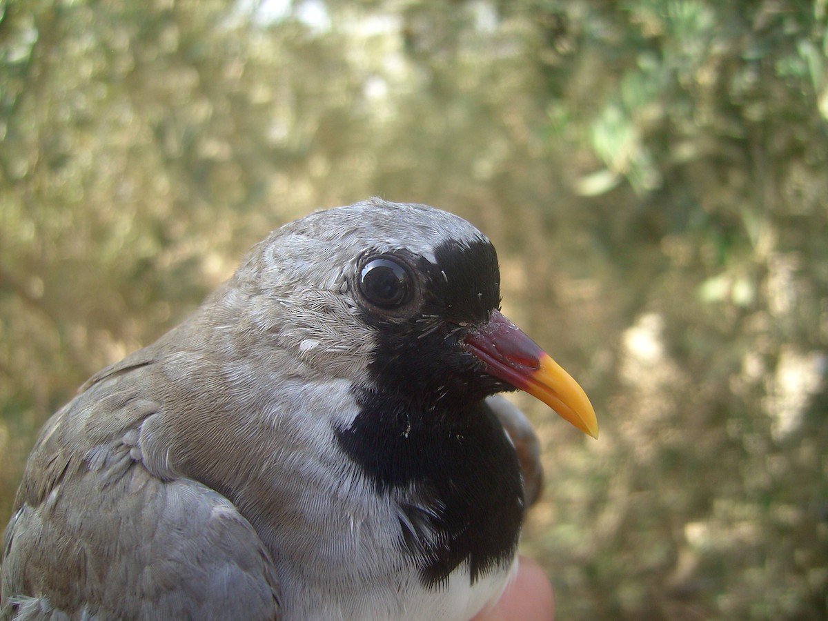 Namaqua Dove - ML644139370