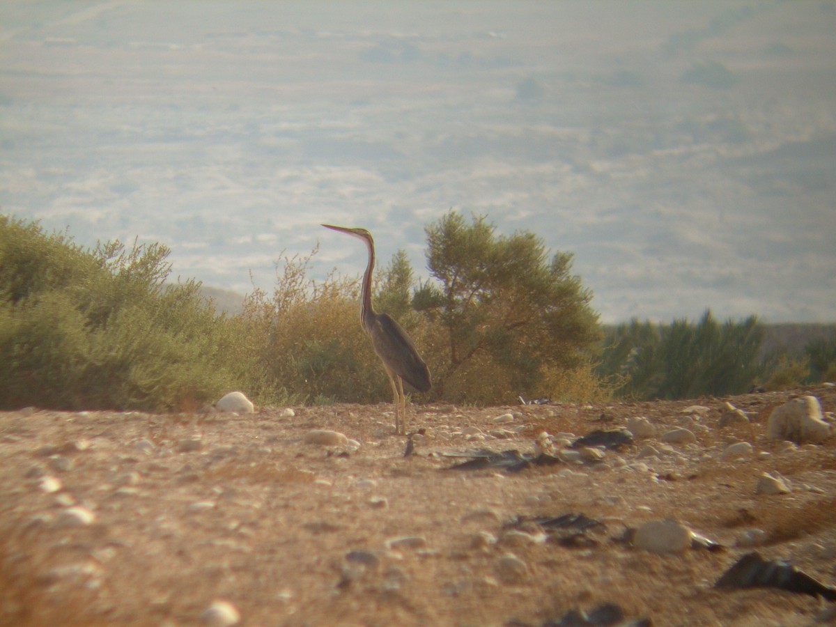 Purple Heron - ML644139373