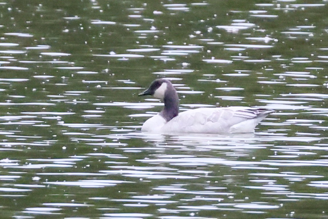 Canada Goose - ML644139376