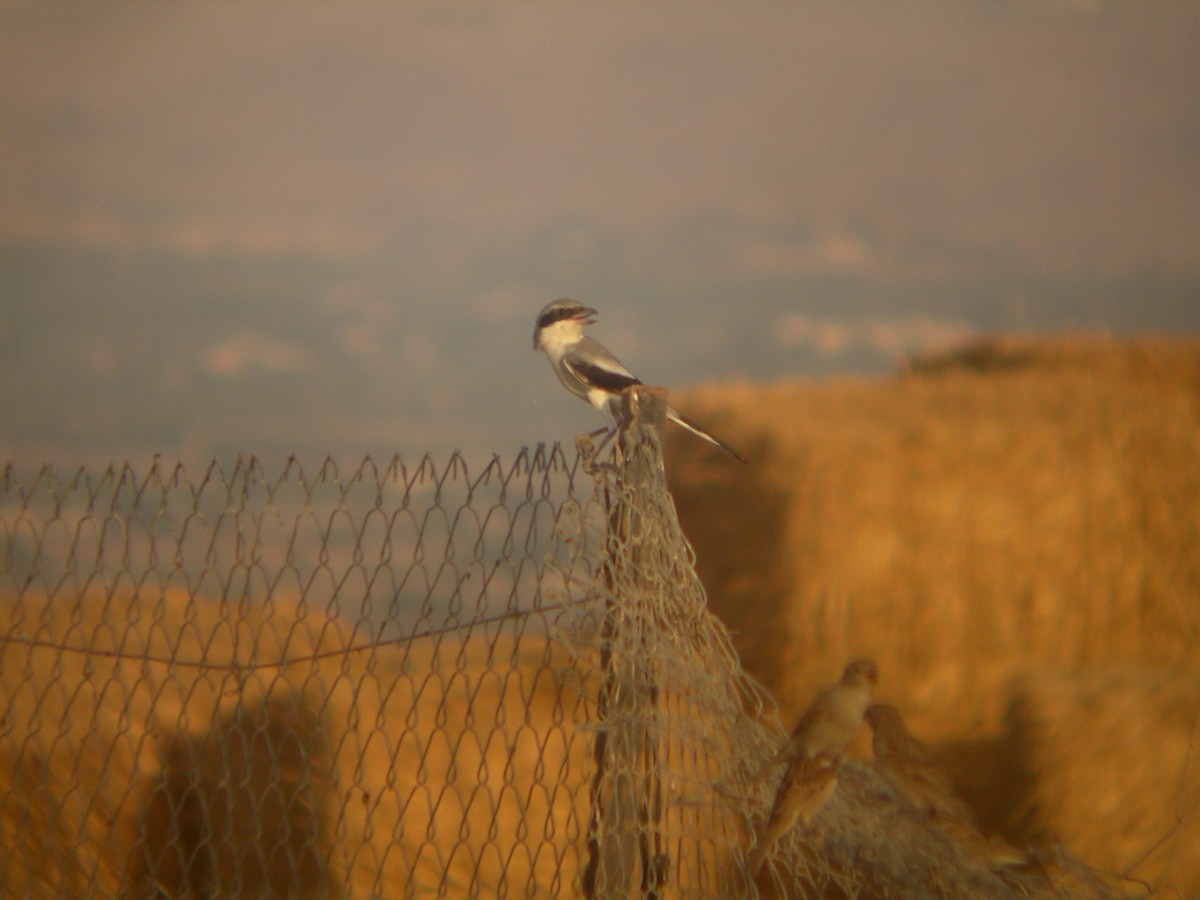 Great Gray Shrike - ML644139384