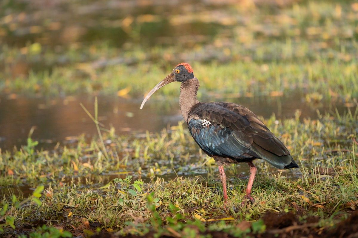 Ibis noir - ML644139387