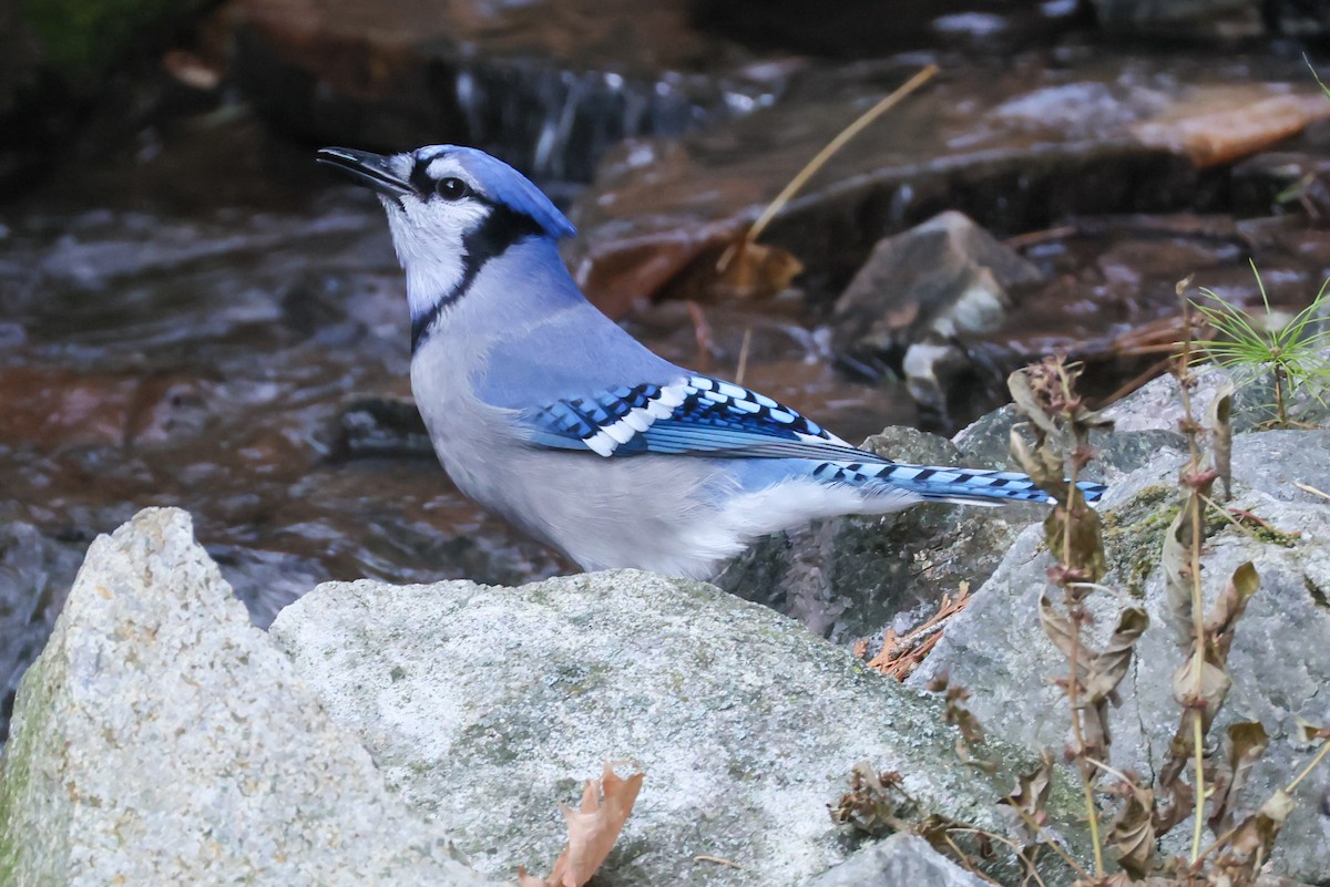 Blue Jay - ML644139388