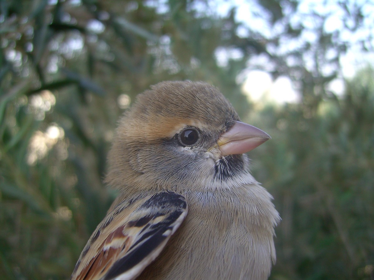 Dead Sea Sparrow - ML644139389