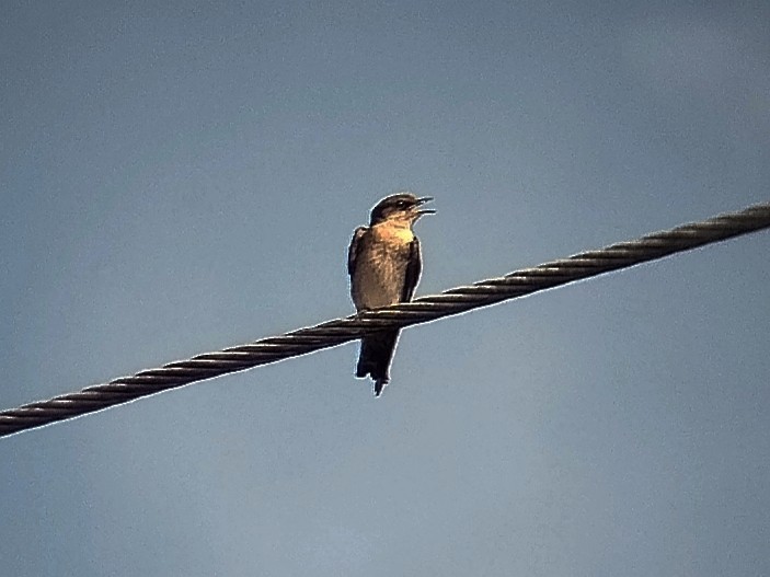 Pacific Swallow - ML644139397