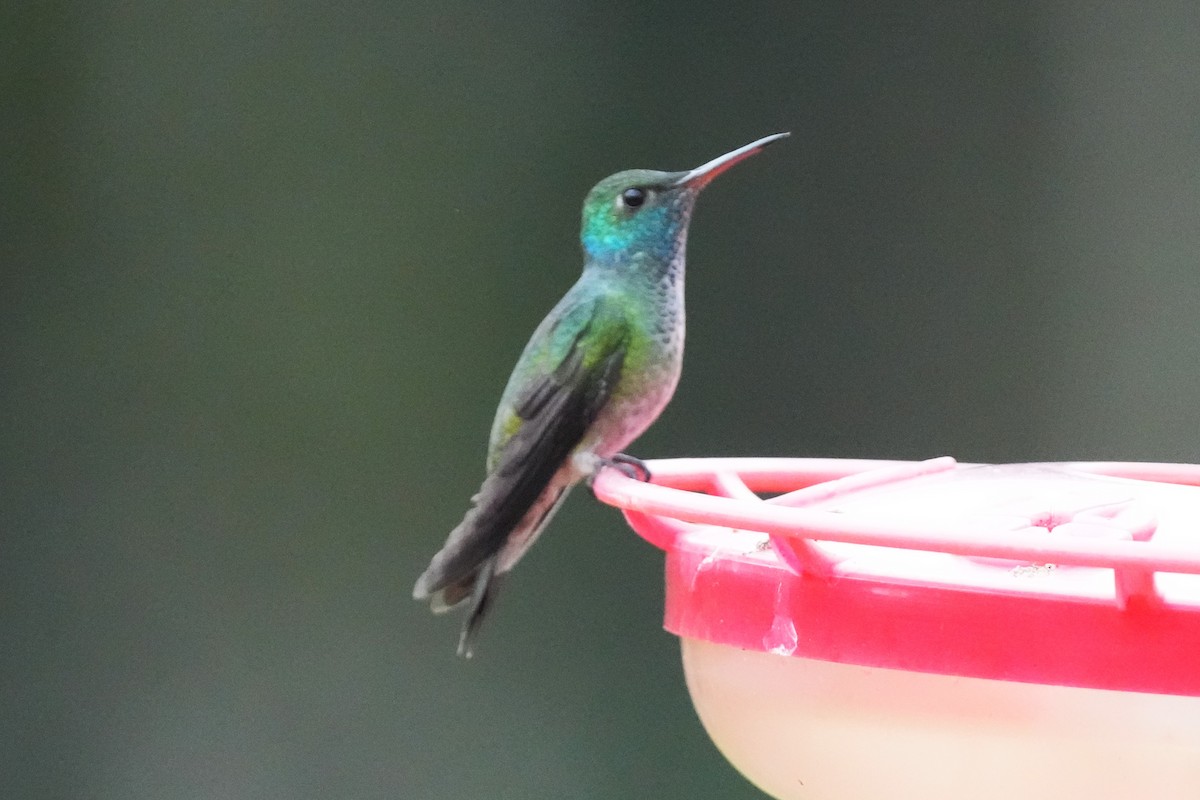 Versicolored Emerald - ML644139403