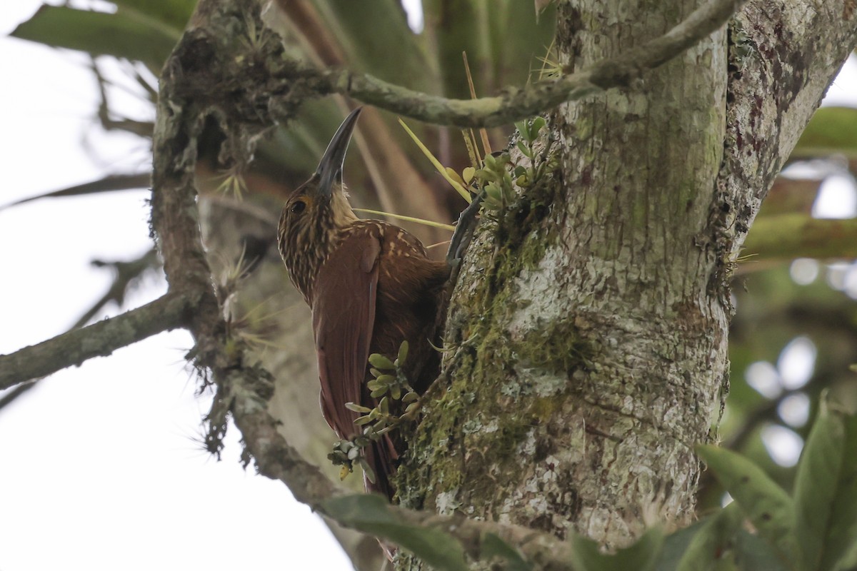 Strong-billed Woodcreeper - ML644139405