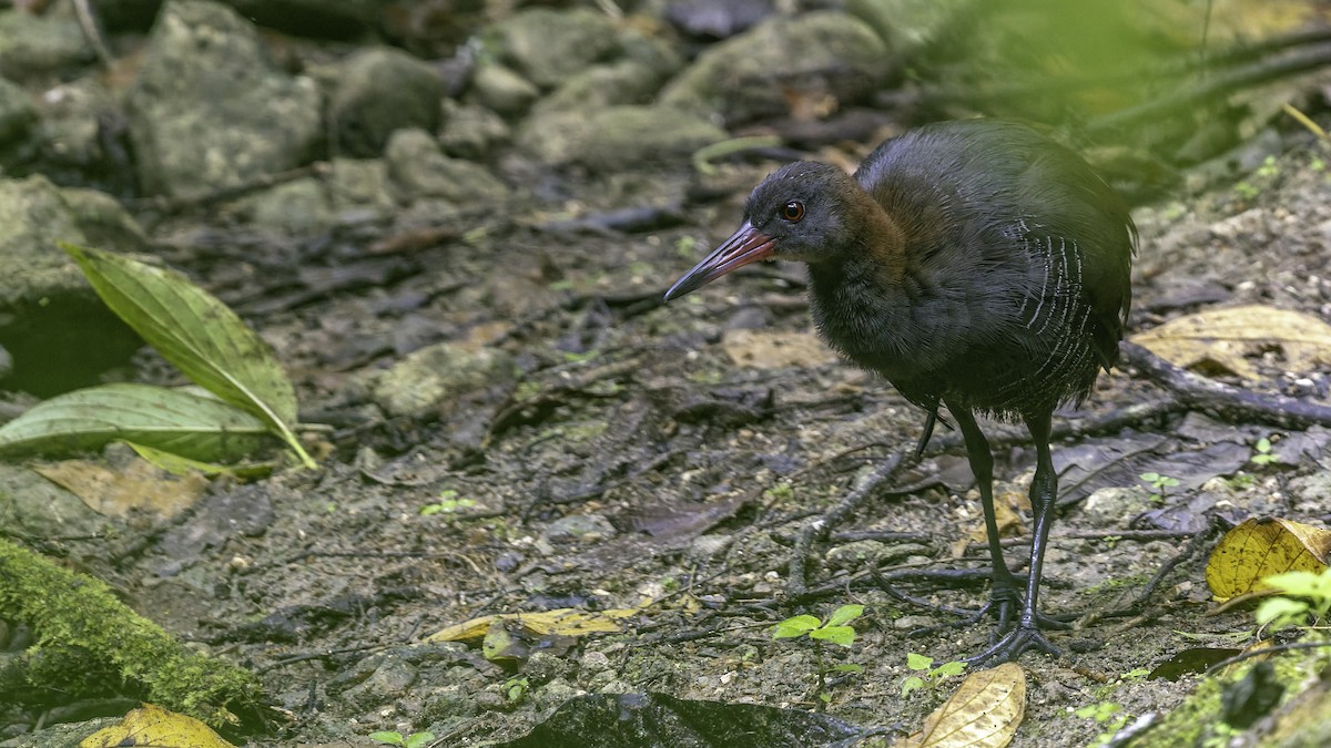 Snoring Rail - ML644139425
