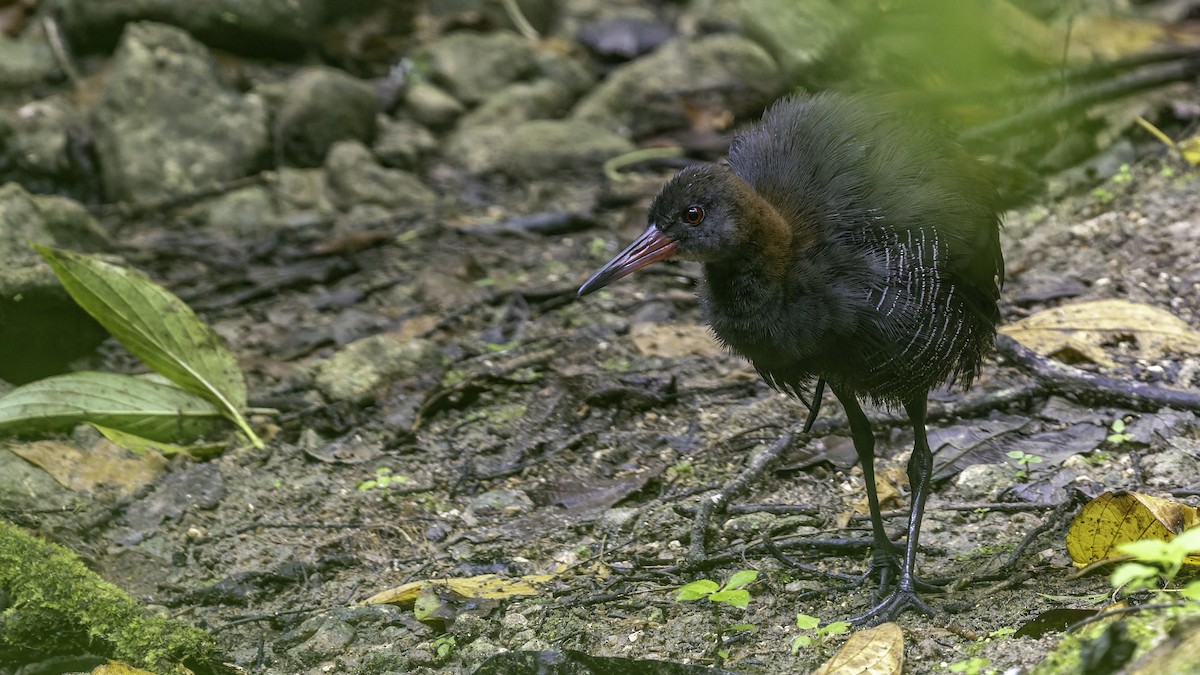 Snoring Rail - ML644139436