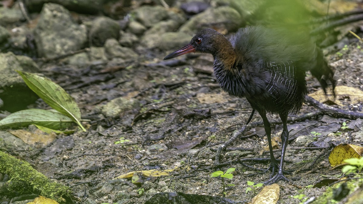 Snoring Rail - ML644139455