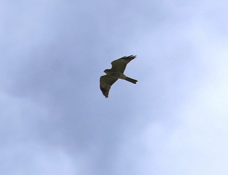 Chinese Sparrowhawk - ML644139457