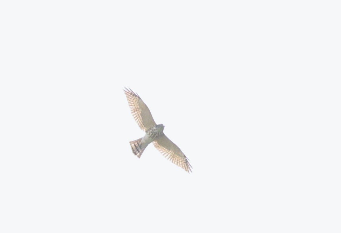 Chinese Sparrowhawk - ML644139458