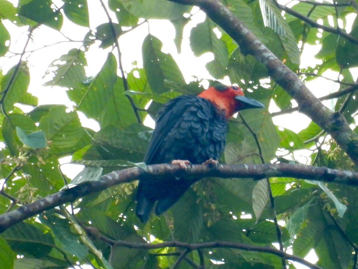 Bornean Bristlehead - ML644139463