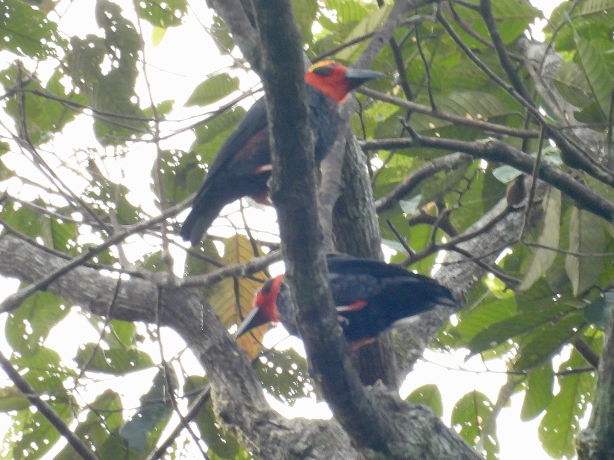 Bornean Bristlehead - ML644139464