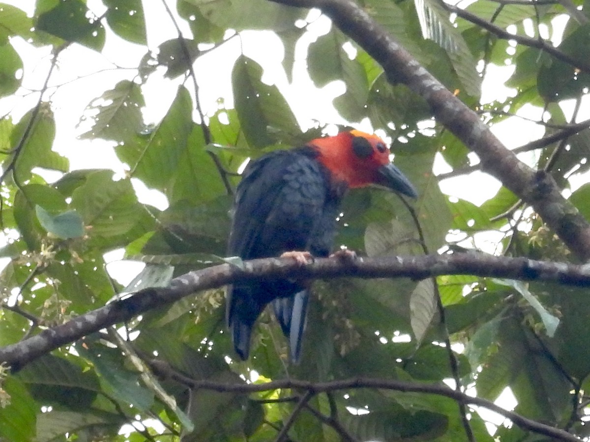 Bornean Bristlehead - ML644139465