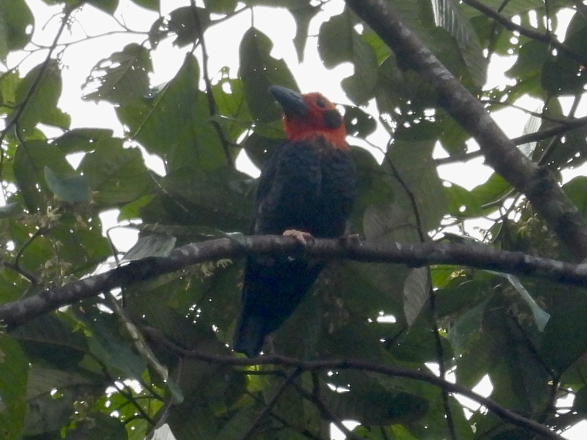 Bornean Bristlehead - ML644139467