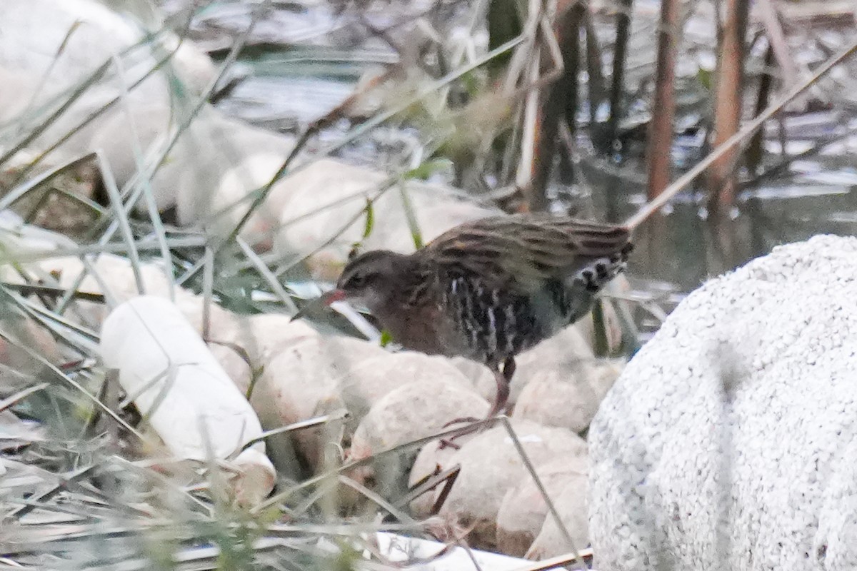 東亞秧雞 - ML644139473