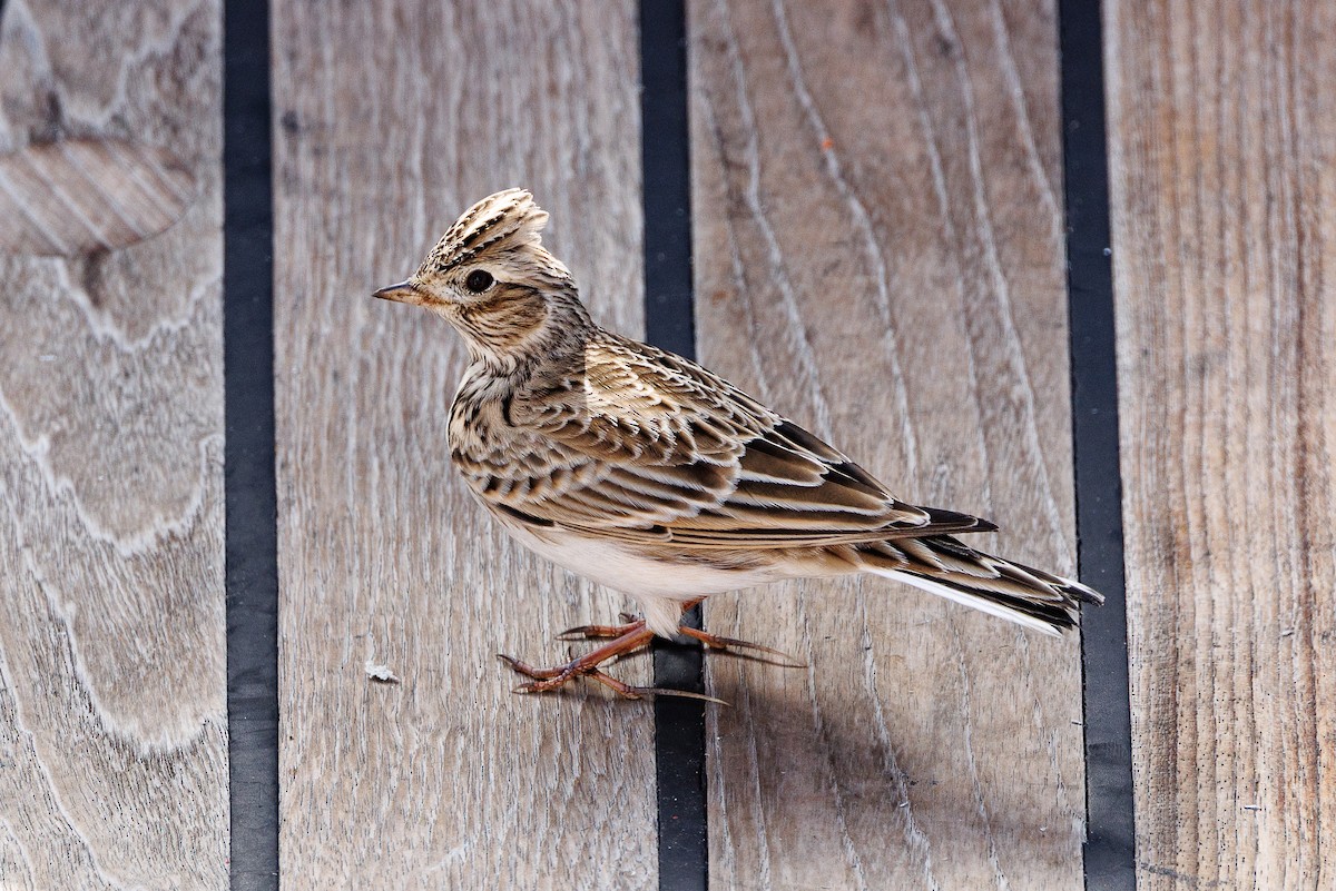 Eurasian Skylark - ML644139478
