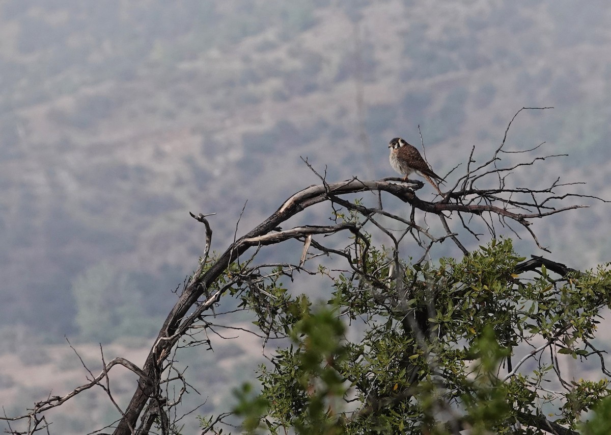 American Kestrel - ML644139499