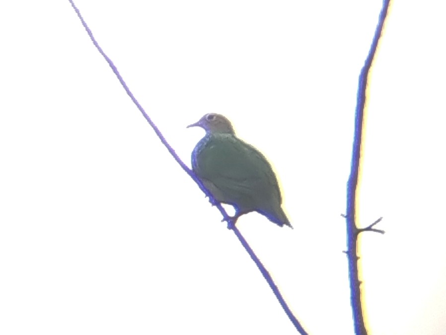 Green Imperial-Pigeon - ML644139500