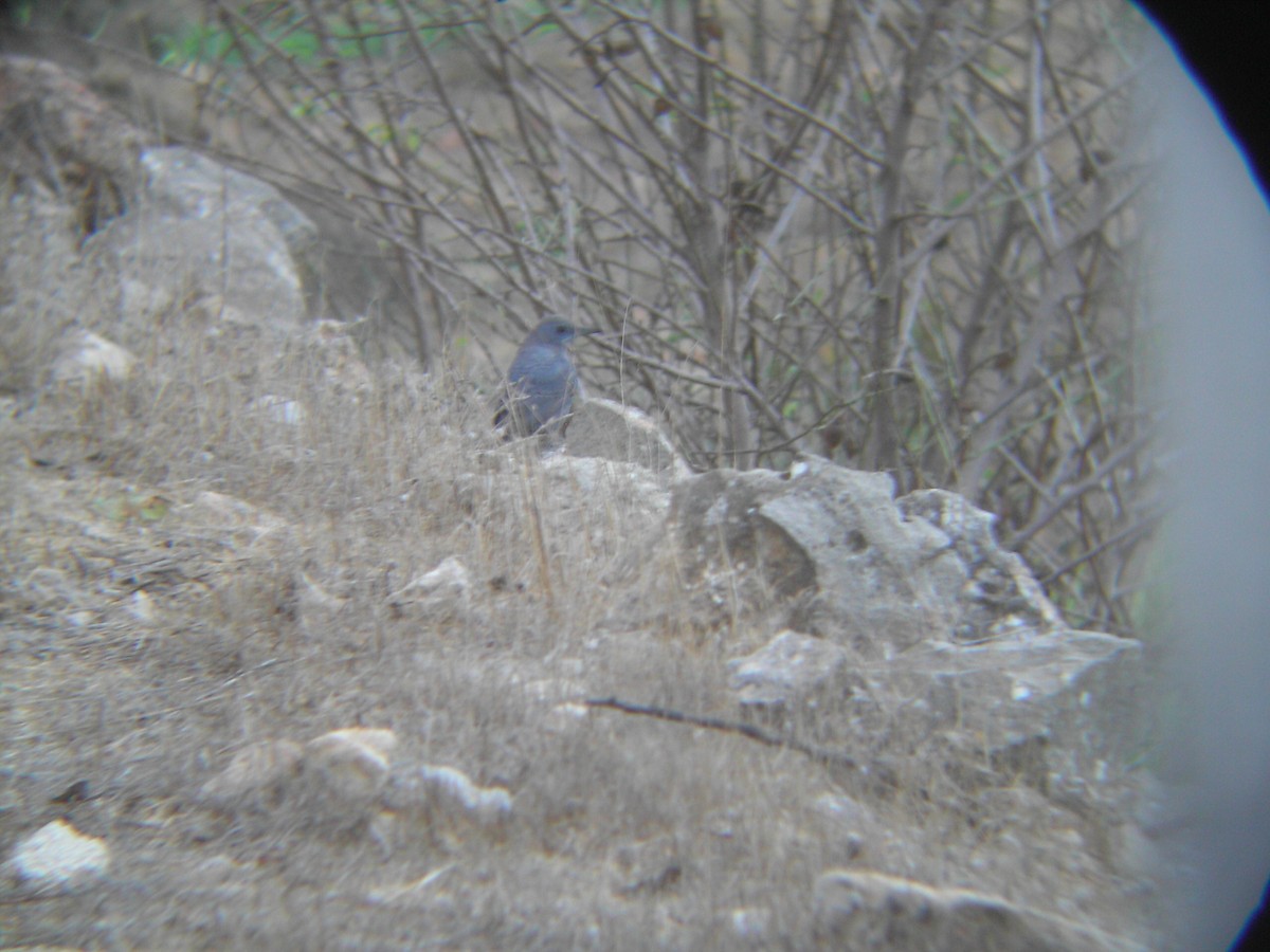 Blue Rock-Thrush - ML644139501