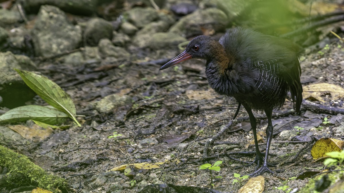 Snoring Rail - ML644139502