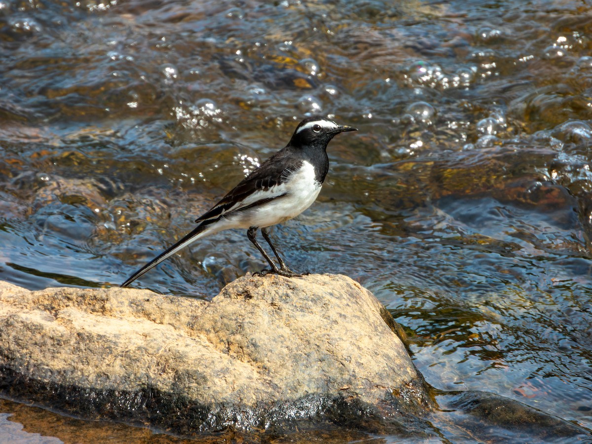 White-browed Wagtail - ML644139508