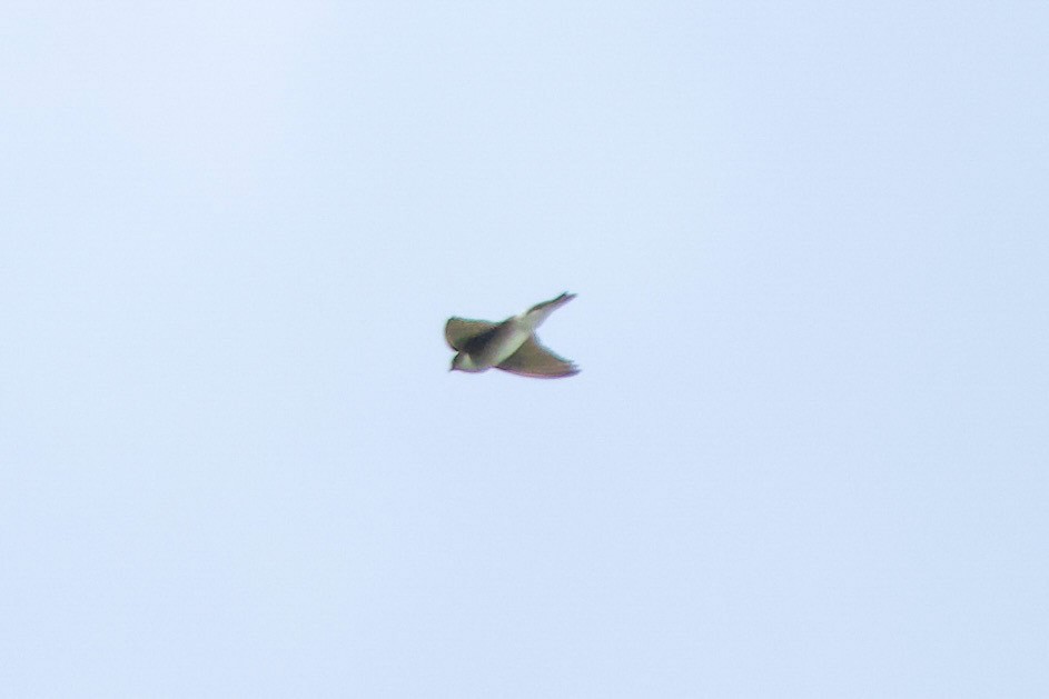 Asian House-Martin - ML644139531