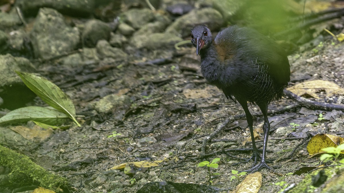 Snoring Rail - ML644139538