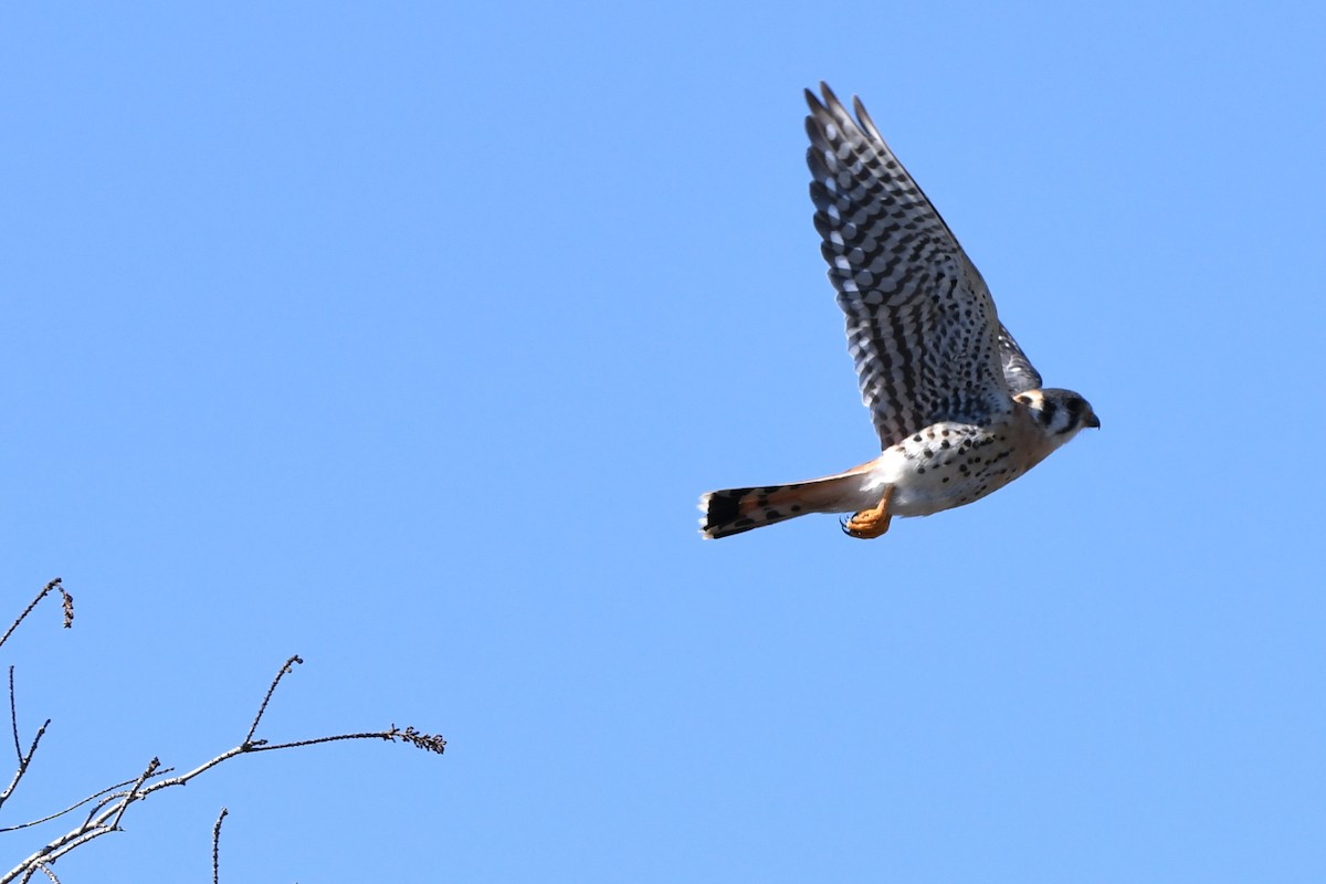 American Kestrel (Northern) - ML644139542