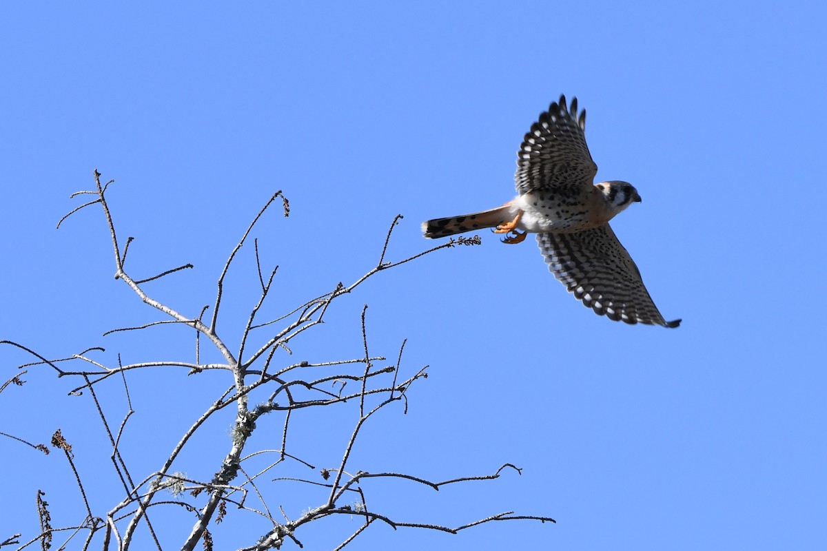 American Kestrel (Northern) - ML644139543